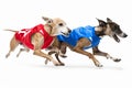 Two greyhounds in racing jackets sprinting side by side on a white background Royalty Free Stock Photo