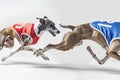 Two greyhounds in racing jackets sprinting side by side on a white background Royalty Free Stock Photo
