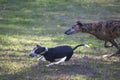 Two Greyhounds Running on Meadow Royalty Free Stock Photo