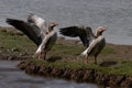 Two Greylag Geese Royalty Free Stock Photo