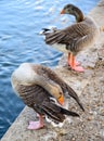 Two greylag geese Anser anser preening by a lake Royalty Free Stock Photo