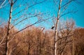 Two greylag geese in flight Royalty Free Stock Photo