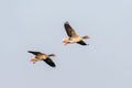 Two greylag geese in flight Royalty Free Stock Photo