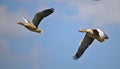 Two greylag geese in flight Royalty Free Stock Photo