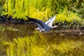 Two greylag geese fly over a river in formation flight Royalty Free Stock Photo