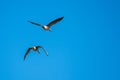 Greylag geese in mid flight. Royalty Free Stock Photo