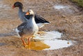 Two greylag geese in the puddle