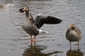 Two Greylag geese standing in watter.