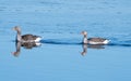 Two Greylag geese swimming together on calm water