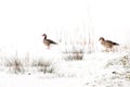 Two greylag geese walking in snowy winter grassland Royalty Free Stock Photo