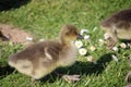 Greylag goose goslings on grass Royalty Free Stock Photo