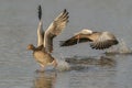 Two Greylag Goose Anser anser  taking off from water. Royalty Free Stock Photo