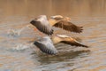 Two Greylag Goose Anser anser  taking off from water. Royalty Free Stock Photo