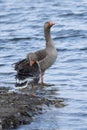 Two Greylag Goose, Anser anser, on the shoreline of lake on Spring morning Royalty Free Stock Photo