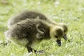 Two Greylag Goose Goslings foraging in the spring sun Royalty Free Stock Photo