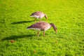 two Greylag gooses on green grass in Rosenborg Castle Gardens. Copenhagen Royalty Free Stock Photo