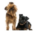 Two Griffon Bruxellois with interrogative look, isolated