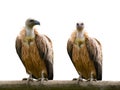 Two griffon vulture gyps fulvus isolated on white Royalty Free Stock Photo