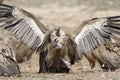 Two griffon vultures fighting.
