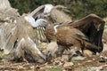 Two griffon vultures fighting.