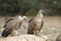 Two griffon vultures on a rock. Royalty Free Stock Photo