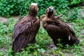 Two Griffons in the zoo