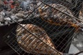 Two grilled fish with smoked skin Royalty Free Stock Photo