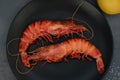 Two 2 grilled giant river prawn on black plate, dark gray stone table. Royalty Free Stock Photo