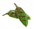 Two grilled jalapeno chili pepper isolated on white background Royalty Free Stock Photo