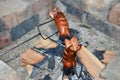 Two grilling sausage over a brick fireplace in summer