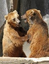 Two Grizzly Bears Standing Upright