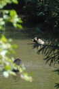 Two playful grizzly bears wrestle for the best place to fish for salmon Royalty Free Stock Photo