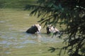 Two playful grizzly bears wrestle for the best place to fish for salmon in a shallow river pool Royalty Free Stock Photo