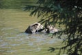 Two playful grizzly bears wrestle for the best place to fish for salmon in a shallow river pool Royalty Free Stock Photo