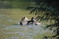 Two playful grizzly bears wrestle for the best place to fish for salmon in a shallow river pool Royalty Free Stock Photo