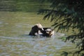 Two playful grizzly bears wrestle for the best place to fish for salmon in a shallow river pool Royalty Free Stock Photo