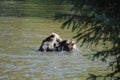 Two playful grizzly bears wrestle for the best place to fish for salmon in a shallow river pool Royalty Free Stock Photo