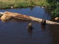 Two grizzly Bears relaxing in a lake on a sunny day