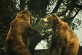 Two Grizzly Bears Standing Up Play Fighting Royalty Free Stock Photo