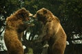 Two Grizzly Bears Standing Up Play Fighting Royalty Free Stock Photo