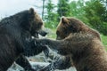 Two Grizzly (Brown) Bears Fight Royalty Free Stock Photo