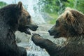 Two Grizzly (Brown) Bears Fight Royalty Free Stock Photo