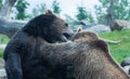Two Grizzly (Brown) Bears Fight Royalty Free Stock Photo