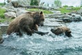 Two Grizzly (Brown) Bears Fight Royalty Free Stock Photo