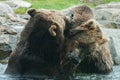 Two Grizzly (Brown) Bears Fight Royalty Free Stock Photo