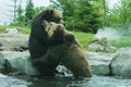 Two Grizzly (Brown) Bears Fight Royalty Free Stock Photo