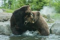 Two Grizzly (Brown) Bears Fight Royalty Free Stock Photo