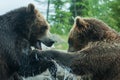 Two Grizzly (Brown) Bears Fight soft focus Royalty Free Stock Photo