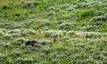 Two Grizzly Cubs Pop Up Near Mother In Lupine Field