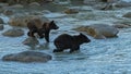 Two grizzlys in the river